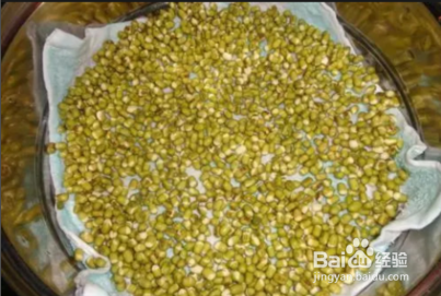 豆芽是怎么发的