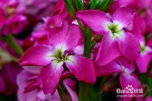 紫罗兰黄叶怎么办？