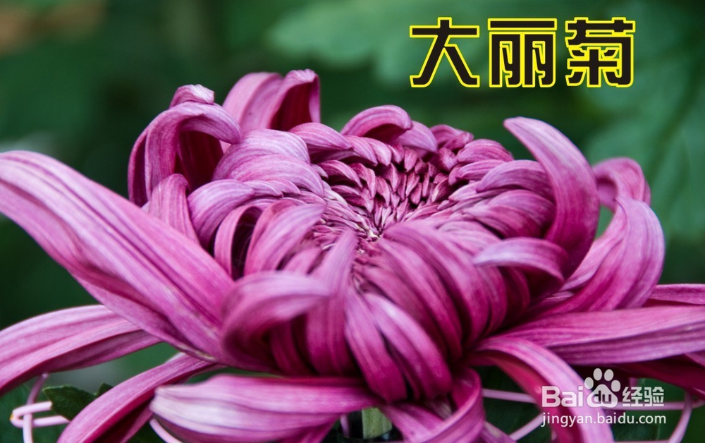 盆栽大丽菊应注意事项