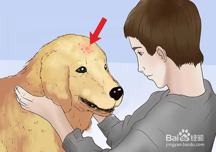 <b>如何治疗小狗身上跳蚤的叮咬</b>