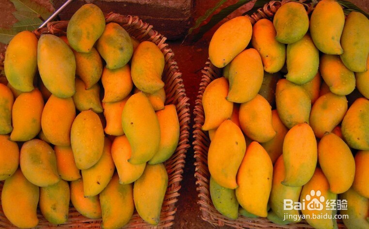 购买芒果要如何精挑细选？