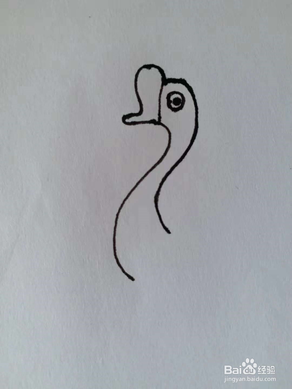 鹅的简笔画法《四》