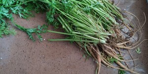 蒸面-胡萝卜叶的做法