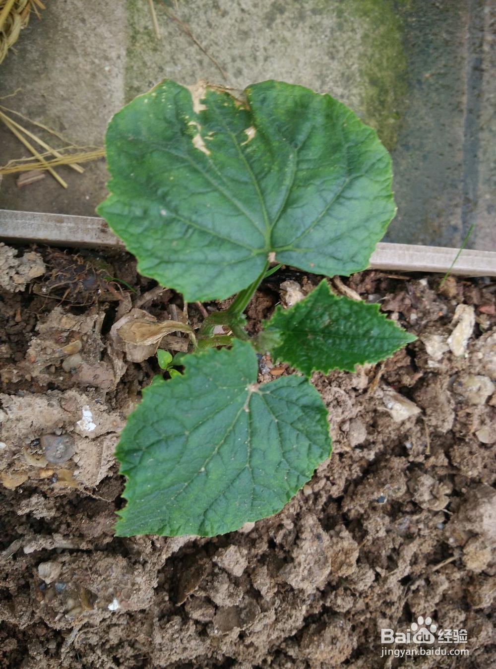 春天阳台上适合种什么蔬菜？