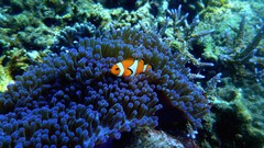 沙巴亚庇自由行攻略