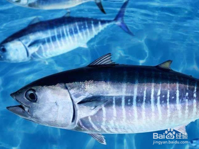 金枪鱼为什么没寄生虫