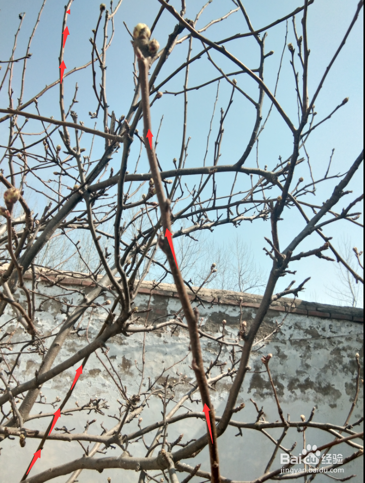 梨树的压枝方法