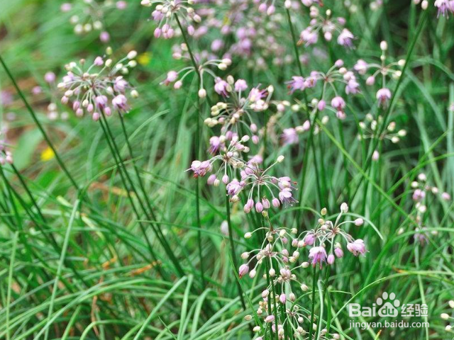 薤白对人有哪些好处？