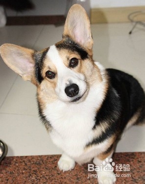 柯基犬难饲养的五种原因