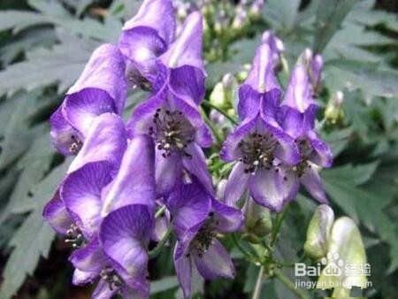 雪上一枝蒿怎么泡酒