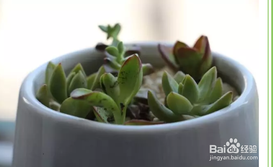 多肉叶子干瘪怎么办？
