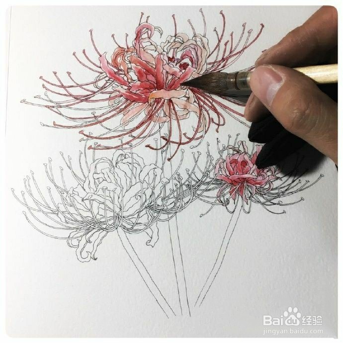 手绘彼岸花画法