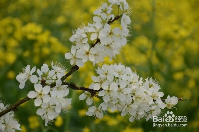 湖南衡山萱洲古镇一日游