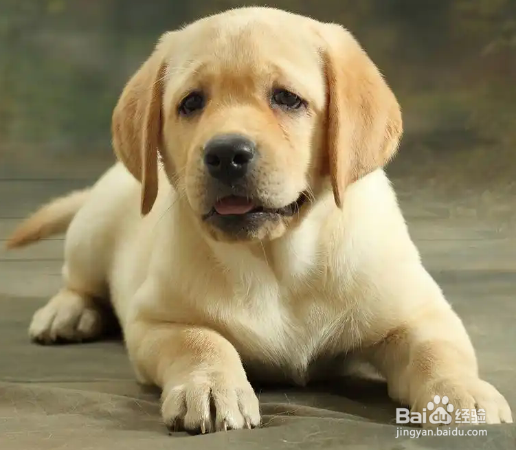 如何训练拉布拉多幼犬