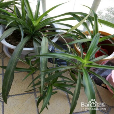 让吊兰爆小芽的方法
