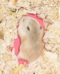 饲养仓鼠需要准备什么东西