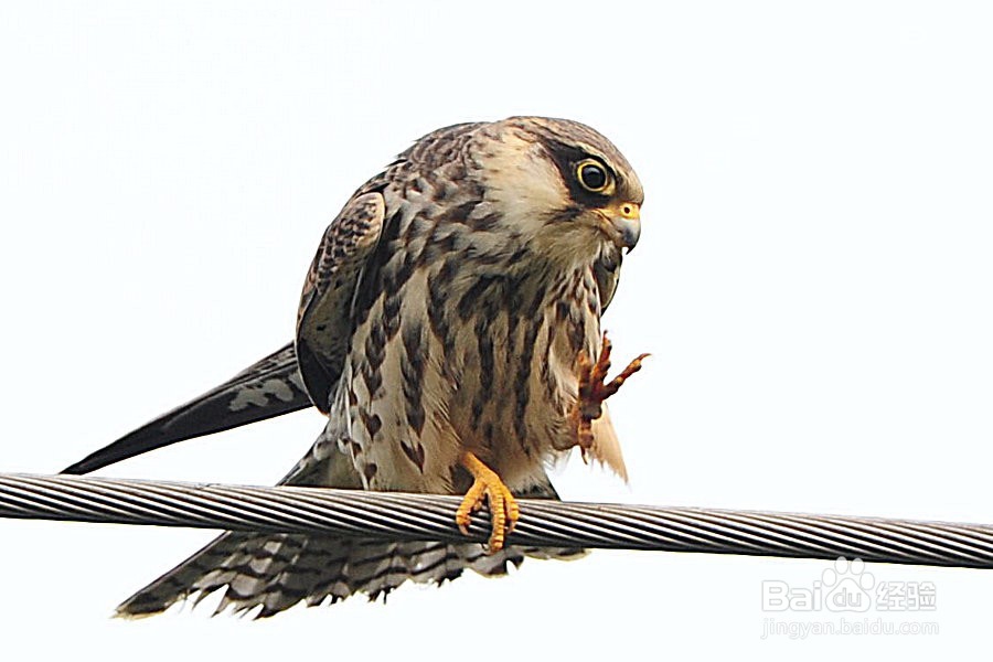 编程新手如何提高编程能力