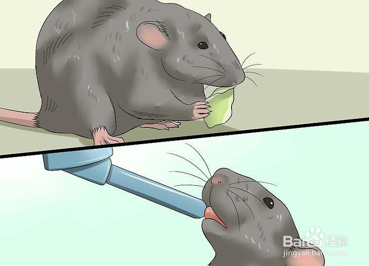 如何喂养宠物鼠
