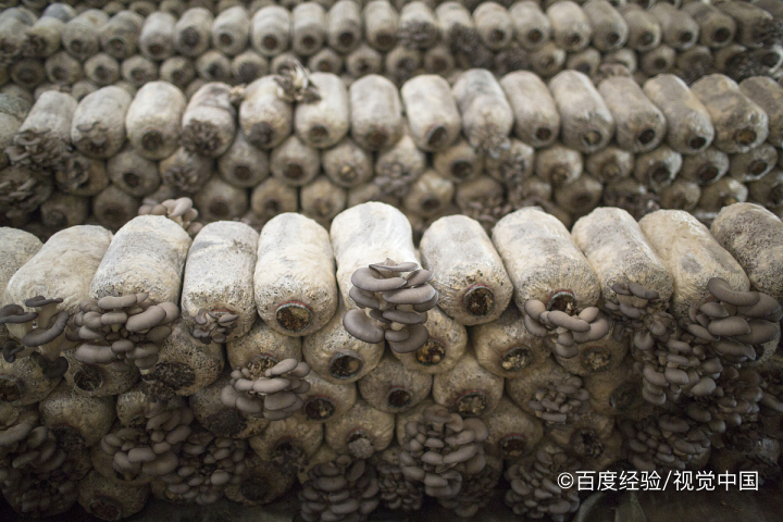 哺乳期能吃蘑菇吗