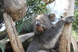 学院街攻略：[57]阿德雷德大学娱乐攻略