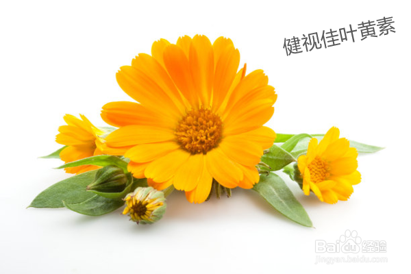 叶黄素的功能有哪些？