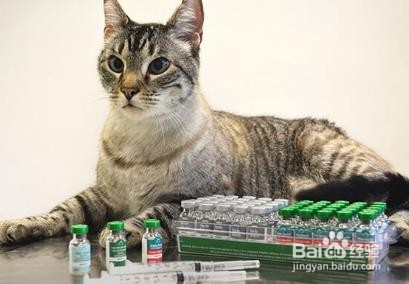 如何自己给猫注射疫苗-百度经验