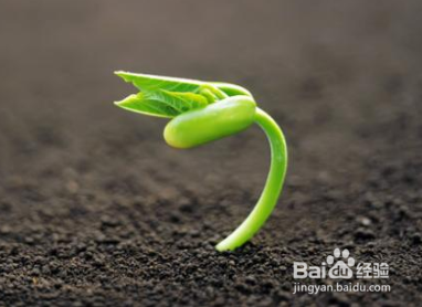 十几年养大花蕙兰经验分享