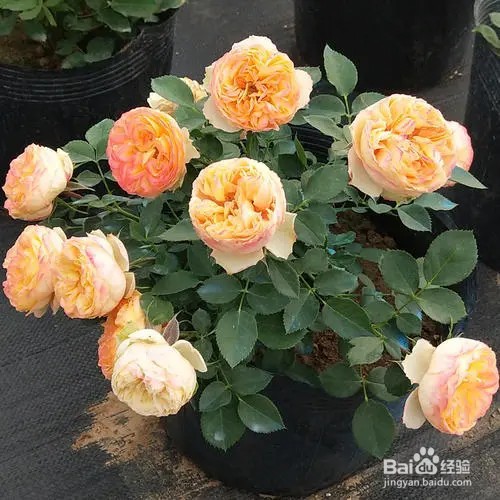 怎样让盆栽月季又肥又壮