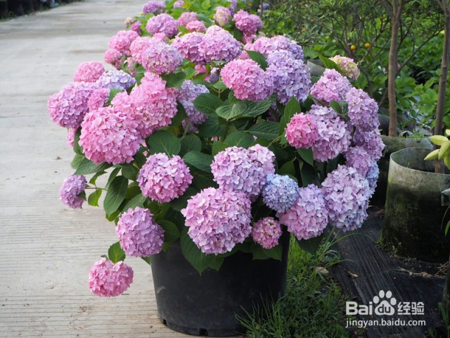 绣球花扦插方法