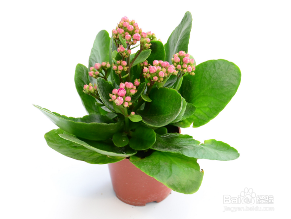 长寿花养殖方法之七大技巧分享