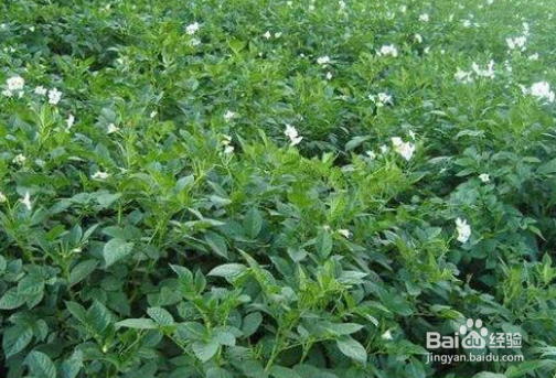 什么办法可以解决马铃薯只长秧不结薯