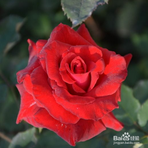 玫瑰花叶子干枯是什么原因,怎么解决?