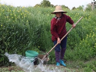 如何种空心菜？农村法！