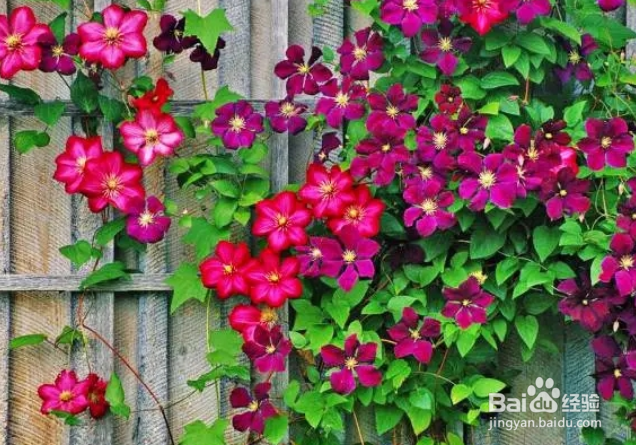 适合新手养殖的铁线莲