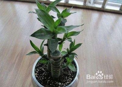 富贵竹土培怎么养才能更旺盛