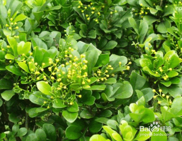 米兰花（四季米兰）的种植方法及价值