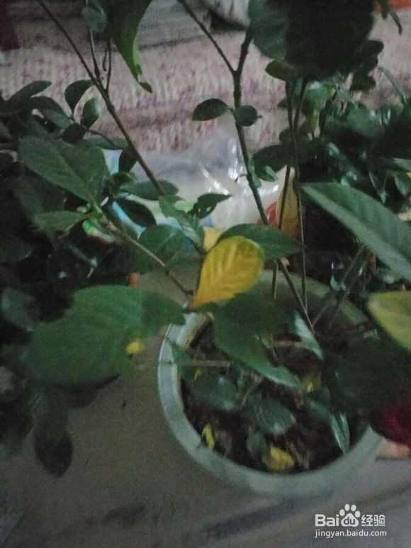 栀子花叶子被虫咬了怎么办