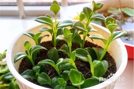 金鱼吊兰修剪教程