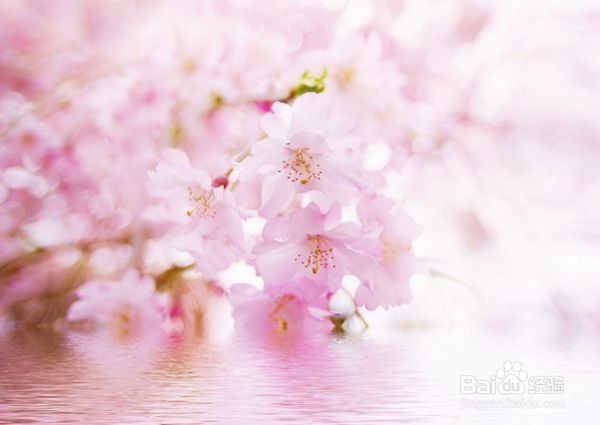 有哪些和清明节有关的诗句？