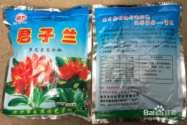 如何培养君子兰？