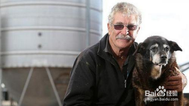 世界最老狗狗高龄过世,忠心看守农场到最后!!