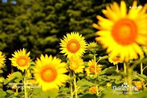 寒露节气过后如何养生？