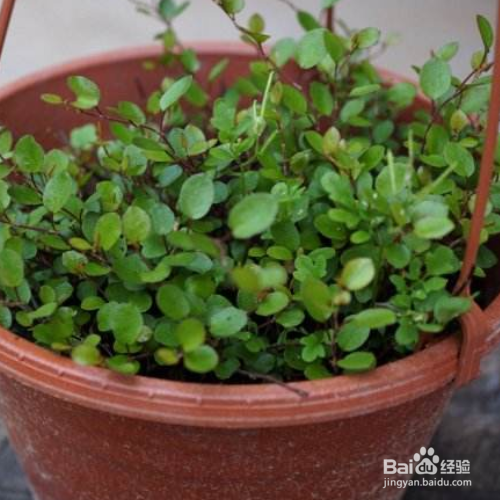 千叶吊兰叶子发黄掉落怎么办