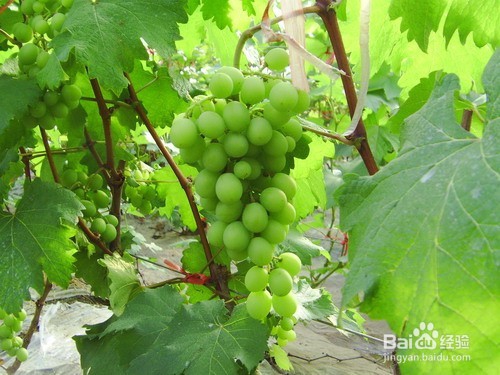 盆景制作所:葡萄