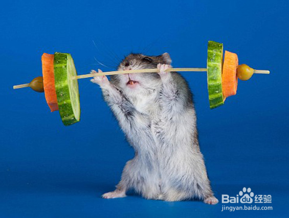 仓鼠怎么养！道听途说可不行，