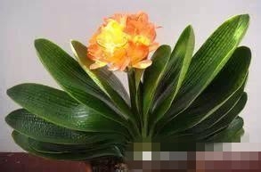 爱好养花,怎么样把花给养护好呢?太全了!赞!