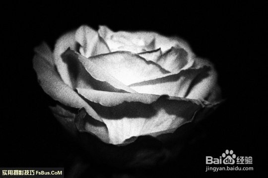 数码相机—花卉拍摄技巧