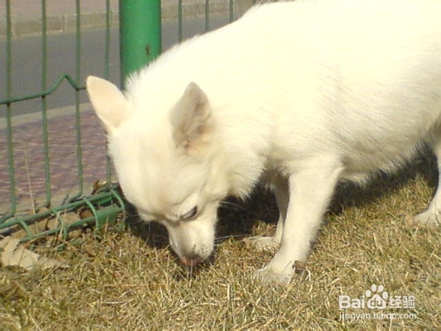 如何训练狗狗变得乖巧，不随地大小便！