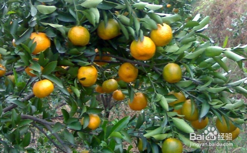 什么样的桔子好，怎么挑桔子