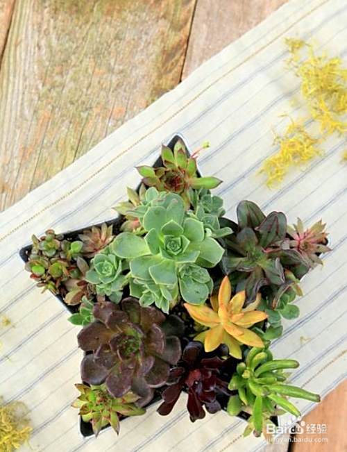 Diy多肉植物星星种植器 百度经验 Diy多肉植物星星种植器 百度经验